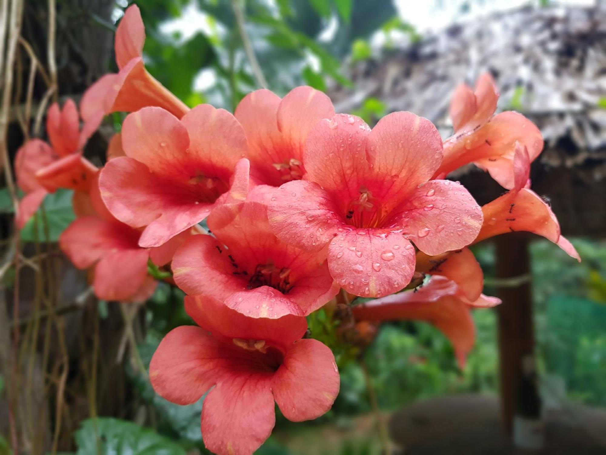 Vu Linh Palm House Homestay - Bungalow Yen Bai Exterior foto